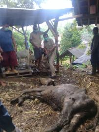 SAPI MATI MENDADAK DI KLEPU