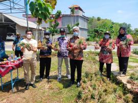 Perdana Panen Bawang Merah Pemanfaatan Tanah Kas Kalurahan