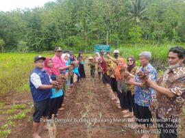 Panen Raya Bawang Merah Taruna Tani