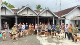 Bantuan Indukan Kambing Dana Surplus UPK