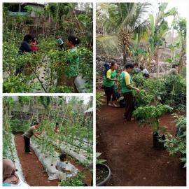 Taruna Tani Subur Makmur Lakukan Cek Tanaman Sayur Secara Rutin