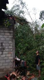 Pohon Besar Tumbang Timpa Rumah Warga Akibat Hujan Deras Dan Angin Kencang