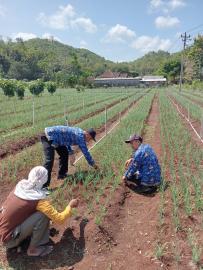 Monev Penanaman Bawang Merah oleh BPP Tepus