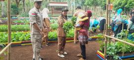 Hasil Panen Sayur Perdana, KWT Bagikan Untuk Balita Stunting Dan Lansia