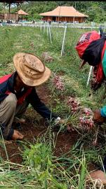 Monitoring Panen Bawang Merah