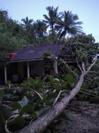 Pohon Tumbang Timpa Rumah Warga Padukuhan Bintaos Akibat Hujan Dan Angin Semalam