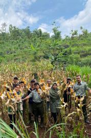 Kelompok Tani Padukuhan Prigi Laksanakan Ubinan Jagung