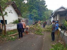 Penebangan Pohon Antisipasi Menjaga Keselamatan Warga Di Jalan