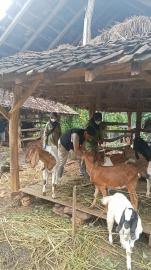 Ternak Sehat, Peternak Kuat: Posyandu Hewan di Padukuhan Prigi