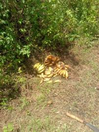 Pemberian Permakanan Untuk MEP Terus Berjalan