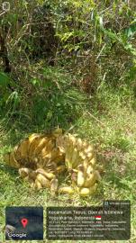 Pemberian Pakan Untuk MEP Senin, 16 Maret 2026