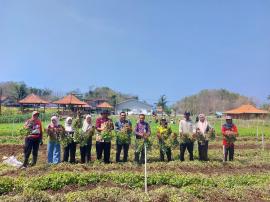 Bumkal Maju Bersama Sidoharjo Panen Kacang, Dukung Program Ketahanan Pangan